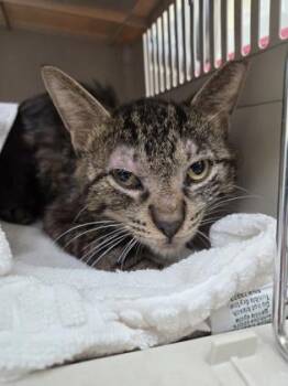 Sandstone -  Domestic Short Hair Cat for Adoption in Westland, Michigan - Sandstone | PetCurious