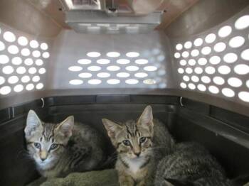 SUB ZERO -  Domestic Short Hair Cat for Adoption in Ocala, Florida - SUB ZERO | PetCurious