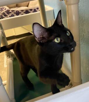 Domestic Short Hair Cats Available for Adoption in Fargo, North Dakota - Relish | PetCurious