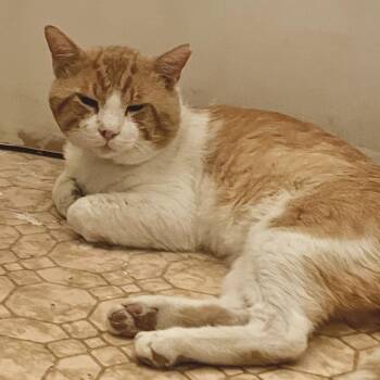 Big Boy -  Domestic Short Hair Cat for Adoption in Las Vegas, Nevada - Big Boy | PetCurious