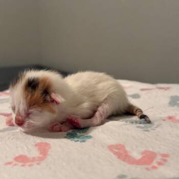 Domestic Short Hair Cats Available for Adoption in Fort Collins, Colorado - Croissant | PetCurious