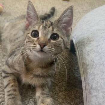Puffin -  Domestic Short Hair Cat for Adoption in Chaska, Minnesota - Puffin | PetCurious