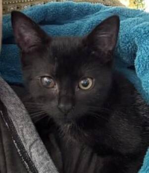 Rescue Domestic Short Hair Cats for Adoption in Cape Saint Claire, Maryland - Hocus | PetCurious