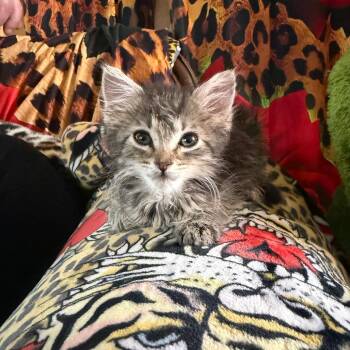 Bee -  Domestic Short Hair Cat for Adoption in San Antonio, Texas - Bee | PetCurious