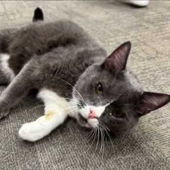 Baby Doll -  Domestic Short Hair Cat for Adoption in Buffalo, New York - Baby Doll | PetCurious