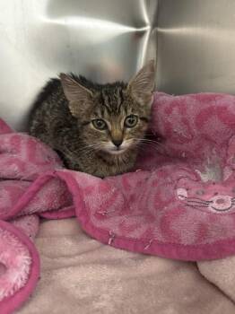 Dot -  Domestic Short Hair Cat for Adoption in Mobile, Alabama - Dot | PetCurious