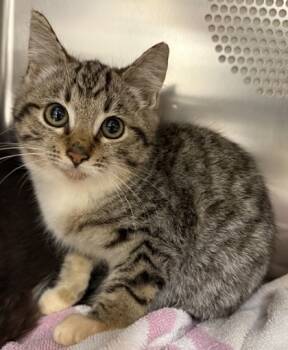 Rescue Domestic Short Hair Cats for Adoption in Eugene, Oregon - Westley | PetCurious