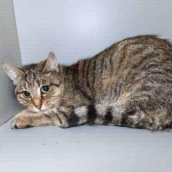 Domestic Short Hair Cats Available for Adoption in South Elgin, Illinois - Mae | PetCurious