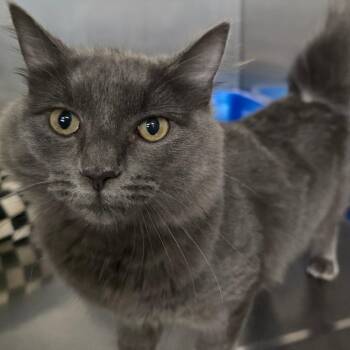 Chamomile -  Domestic Medium Hair Cat for Adoption in Spokane, Washington - Chamomile | PetCurious