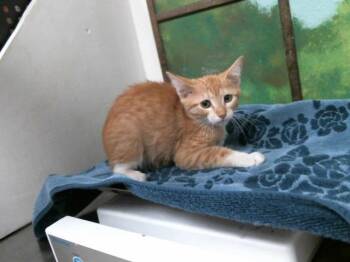 JAKE -  Domestic Short Hair Cat for Adoption in Houston, Texas - JAKE | PetCurious