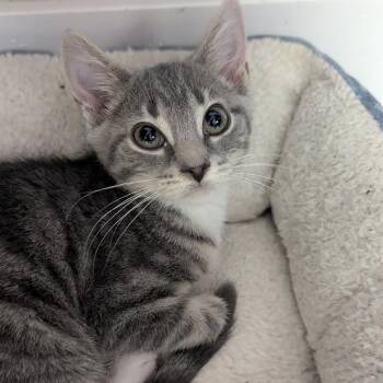 Octavia aka Tavi -  Domestic Short Hair Cat for Adoption in Shippenville, Pennsylvania - Octavia Aka Tavi | PetCurious