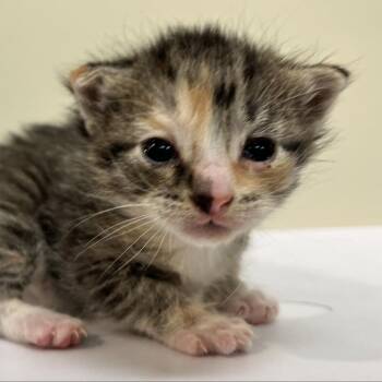 Gadget -  Domestic Short Hair Cat for Adoption in Lynchburg, Virginia - Gadget | PetCurious