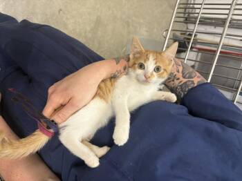 Disney Plus -  Domestic Short Hair Cat for Adoption in Saint Charles, Missouri - Disney Plus | PetCurious
