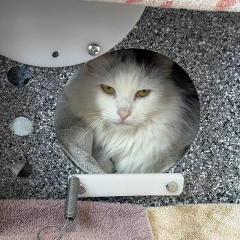 Soul -  Domestic Long Hair Cat for Adoption in Dover, New Hampshire - Soul | PetCurious