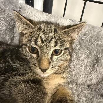 Donald -  Domestic Short Hair Cat for Adoption in Carroll, Iowa - Donald | PetCurious