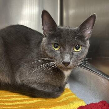 Amanda Rollins -  Domestic Short Hair Cat Available for Adoption in Bullhead City, Arizona - Amanda Rollins | PetCurious