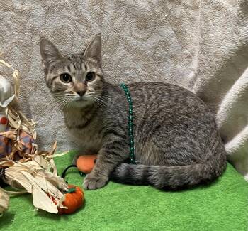 Taylor -  Tabby and Domestic Short Hair Cat for Adoption in Dublin, Ohio - Taylor | PetCurious