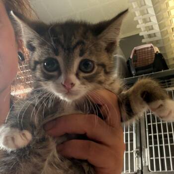 Domestic Short Hair Cats Available for Adoption in Summerlee, West Virginia - Dot | PetCurious