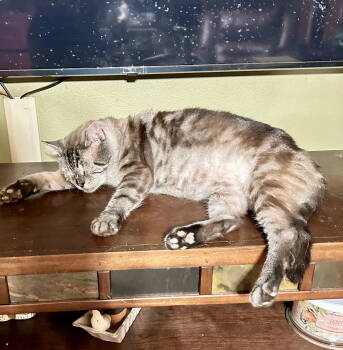 Rescue Siamese and Domestic Short Hair Cats for Adoption in Cypress, Texas - Ishmael | PetCurious