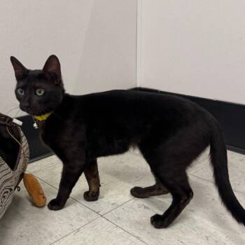 Stormy -  Domestic Short Hair and Bengal Cat for Adoption in Sunnyvale, California - Stormy | PetCurious