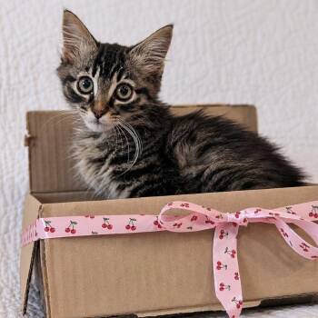Cherry Cola -  Domestic Long Hair and Tabby Cat for Adoption in Helena, Alabama - Cherry Cola | PetCurious