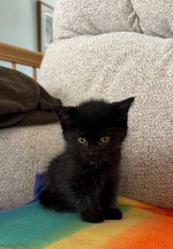 Domestic Short Hair Cats Available for Adoption in Decorah, Iowa - Coal-COME MEET ME | PetCurious
