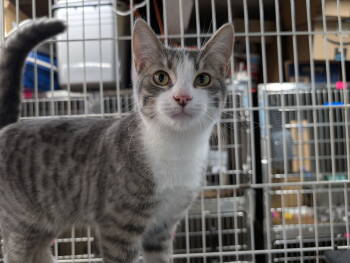 Rescue Domestic Short Hair Cats for Adoption in Herndon, Virginia - Popcorn (& Spirit) Bonded | PetCurious