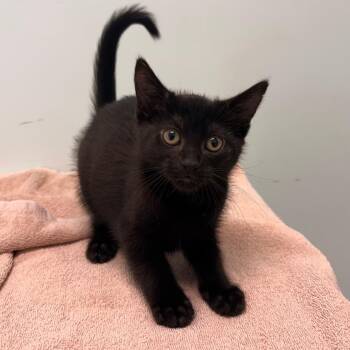 Crazy Eights -  Domestic Short Hair Cat for Adoption in Clavet, Saskatchewan - Crazy Eights | PetCurious