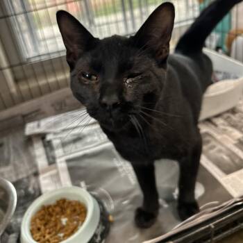 Domestic Short Hair Cats Available for Adoption - Ceberus | PetCurious