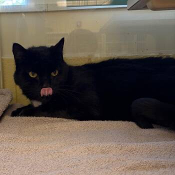 Daemon -  Domestic Short Hair Cat for Adoption in West Olive, Michigan - Daemon | PetCurious