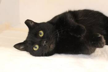 Domestic Short Hair Cats Available for Adoption - Headlights | PetCurious