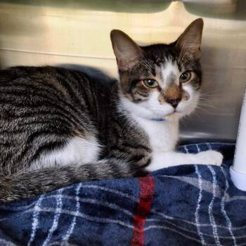 Ragetti -  Domestic Short Hair Cat for Adoption in Lakeland, Florida - Ragetti | PetCurious