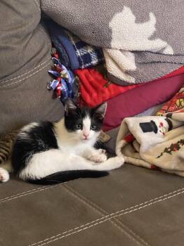 Rescue Domestic Short Hair Cats for Adoption in Ridgecrest, California - KC25-62AB | PetCurious