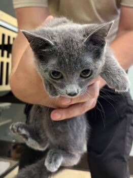 Buttercup $75 -  Domestic Short Hair Cat for Adoption in Seneca, South Carolina - Buttercup $75 | PetCurious
