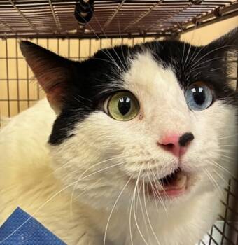 Rescue Domestic Short Hair Cats for Adoption in Spokane Valley, Washington - Tazz | PetCurious