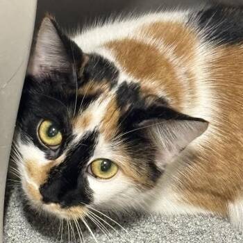 American Shorthair Cats Available for Adoption in Blue Earth, Minnesota - Marble | PetCurious