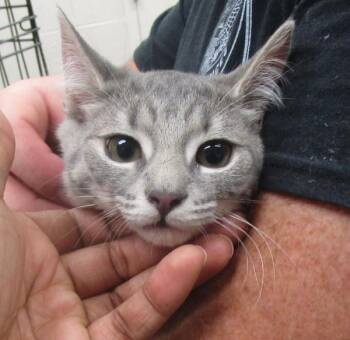 (pent3) -  Domestic Medium Hair Cat for Adoption in Marietta, Georgia - (pent3) | PetCurious