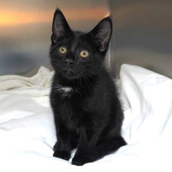 Turvy -  Domestic Short Hair Cat for Adoption in Michigan City, Indiana - Turvy | PetCurious