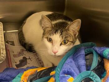 LITTLE ERIN -  Domestic Short Hair Cat for Adoption in Tustin, California - LITTLE ERIN | PetCurious