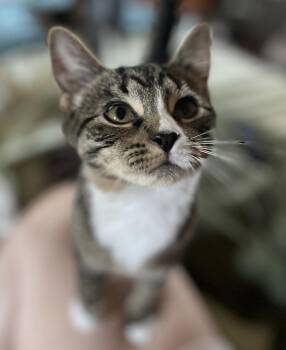 Rescue Domestic Short Hair Cats for Adoption in East Hanover, New Jersey - Kate | PetCurious