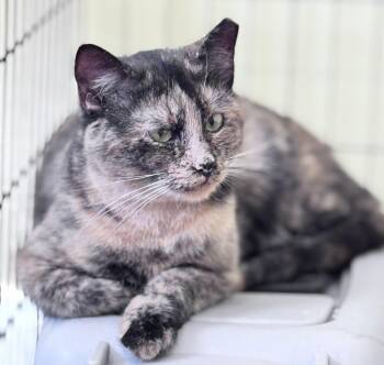 Rescue Domestic Short Hair Cats for Adoption in Morganton, North Carolina - Kimmie | PetCurious