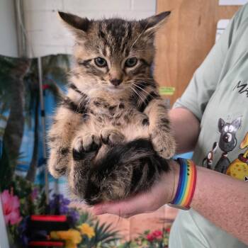 Domestic Medium Hair Cats Available for Adoption in Eureka Springs, Arkansas - Luxio | PetCurious
