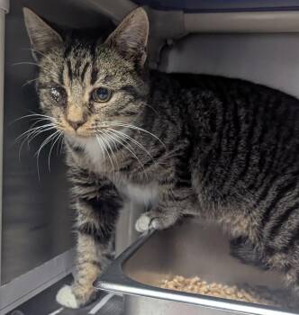 Domestic Short Hair Cats Available for Adoption - Buccaneer | PetCurious