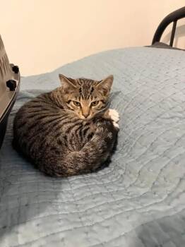 Plagg -  Domestic Short Hair Cat for Adoption in Wyoming, Michigan - Plagg | PetCurious