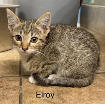 Elroy -  Domestic Short Hair Cat for Adoption in The Woodlands, Texas - Elroy | PetCurious