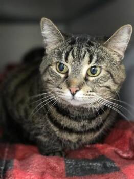 Domestic Short Hair Cats Available for Adoption in Aliquippa, Pennsylvania - SHADOW | PetCurious