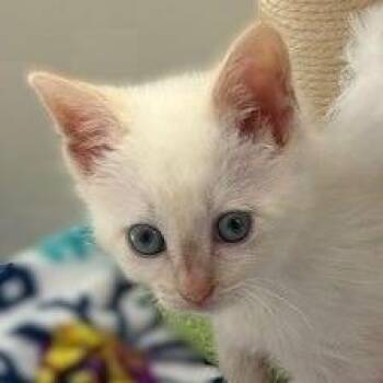 Vera -  Domestic Short Hair Cat for Adoption in League City, Texas - Vera | PetCurious