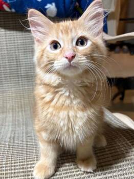 Rusty -  Domestic Short Hair Cat for Adoption in Herculaneum, Missouri - Rusty | PetCurious