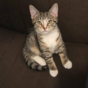 Ash -  Domestic Short Hair and Tabby Cat for Adoption in Mastic, New York - Ash | PetCurious