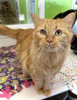 Domestic Medium Hair Cats Available for Adoption - Jane Coldren | PetCurious